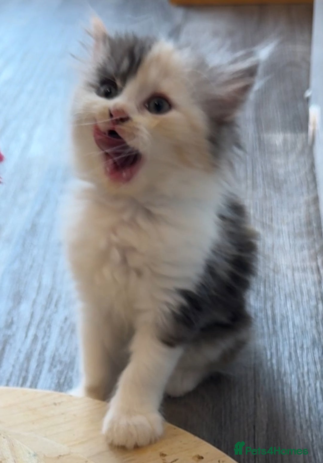 Persian cats for sale: Persian Kittens  - Image 38