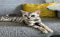 Bengal cats for sale: Stunning 2 YO Bengal Girl Looking for Forever Home - Image 1
