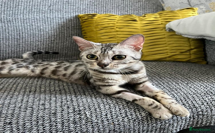 Bengal cats - Advert 9