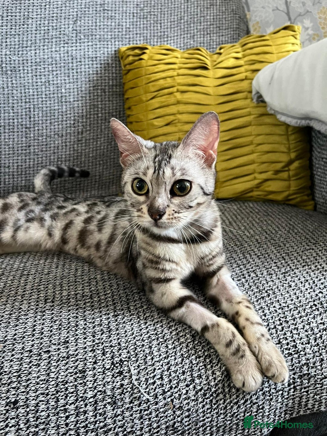 Bengal cats for sale: Stunning 2 YO Bengal Girl Looking for Forever Home - Image 1