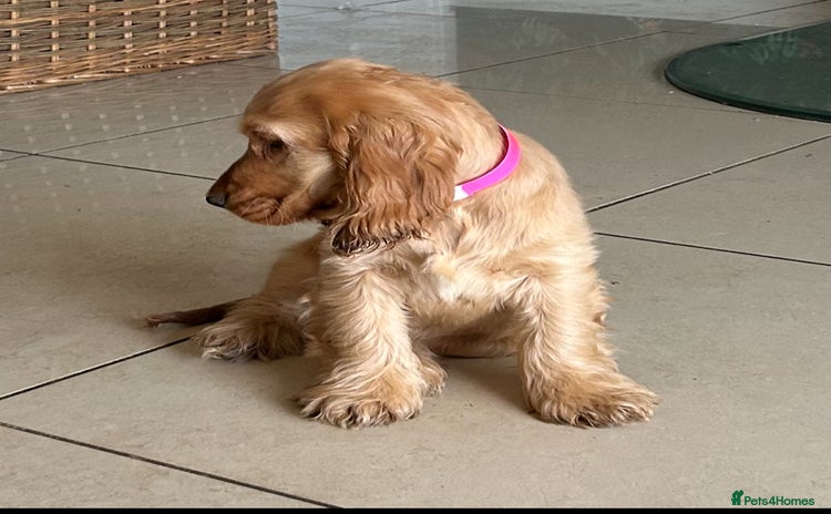 Cocker Spaniel dogs - Advert 1