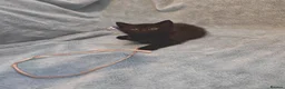 Mixed Breed cats for sale: Beautiful Kittens VIDEOS - Advert 10
