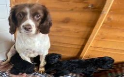 Cockapoo dogs for sale: Cockapoo pups - Advert 13