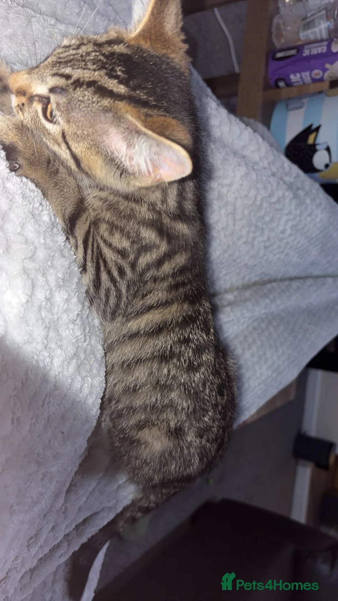 Mixed Breed cats for sale: DSH X BENGAL - Advert 4