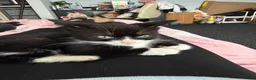 Mixed Breed cats for sale: Clover and socks READ THE DESCRIPTION💔 - Advert 6