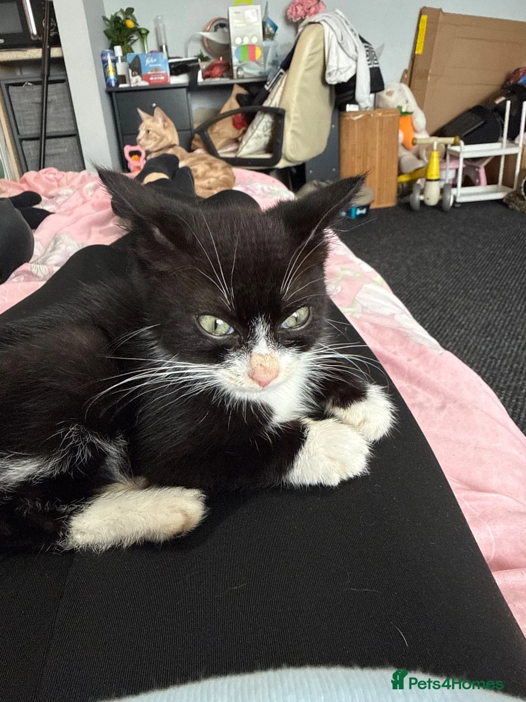 Mixed Breed cats for sale: Clover and socks READ THE DESCRIPTION💔 - Advert 6