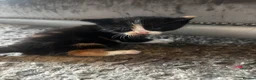 Mixed Breed cats for sale: Beautiful kittens - Advert 8