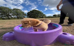 Golden Retriever dogs for sale: Golden Retriever Puppies - Image 7