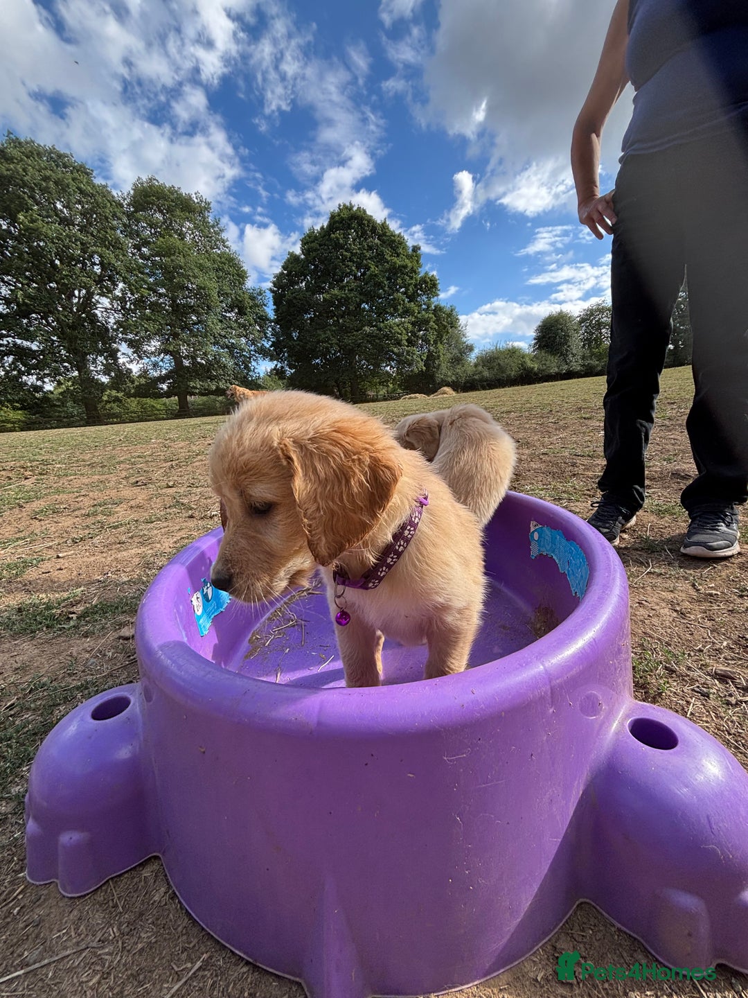 Golden Retriever dogs for sale: Golden Retriever Puppies - Image 7