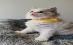 Ragdoll cats for sale: 💙🐾Tica full Pedigree🐾EU Ragdoll 🐱🐾DNA Clear - Image 5