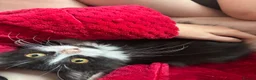 Mixed Breed cats for sale: Male long haired cat  in Bordon - Advert 1
