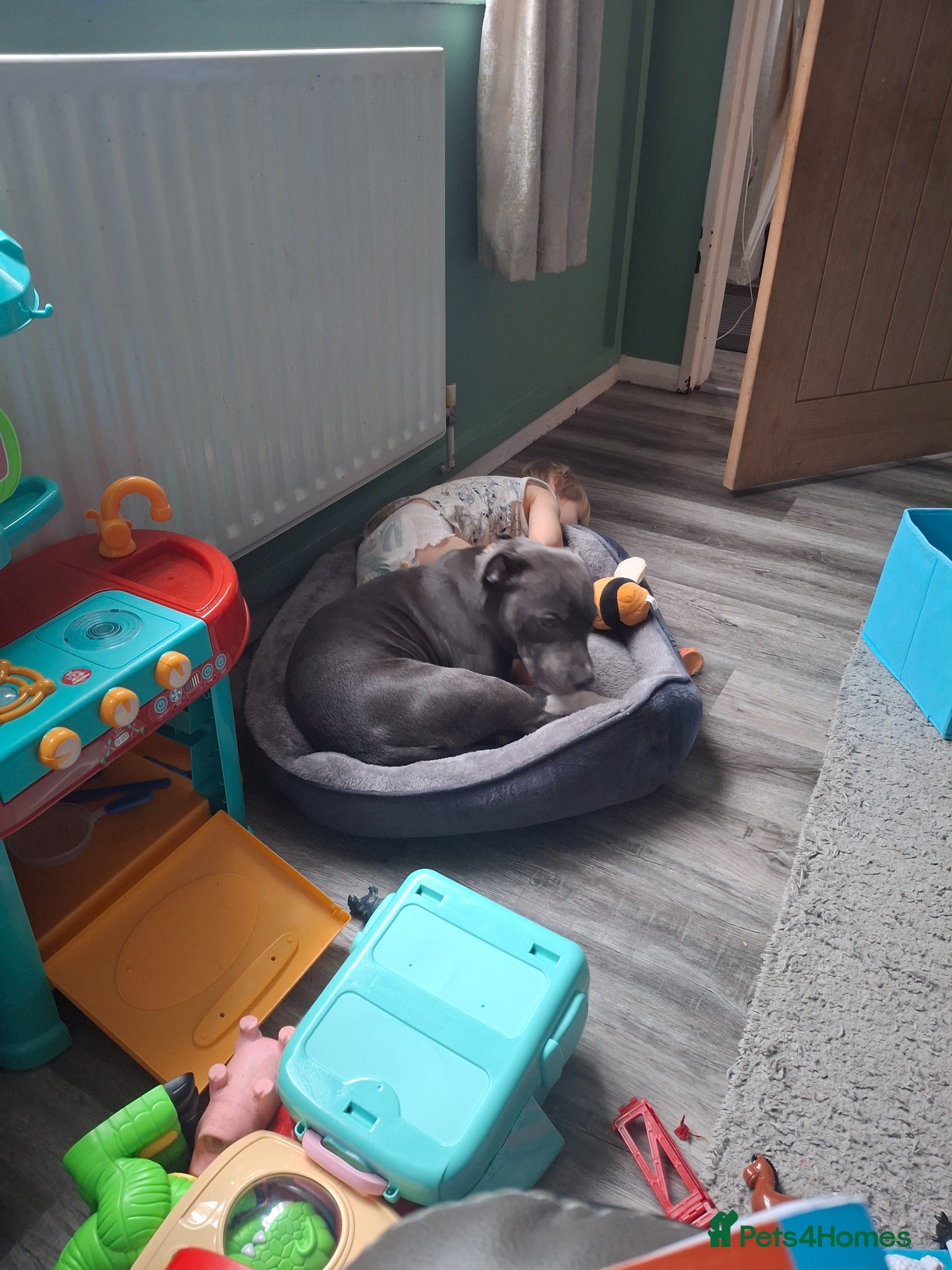 Staffordshire Bull Terrier dogs Male blue and white  - Advert 8