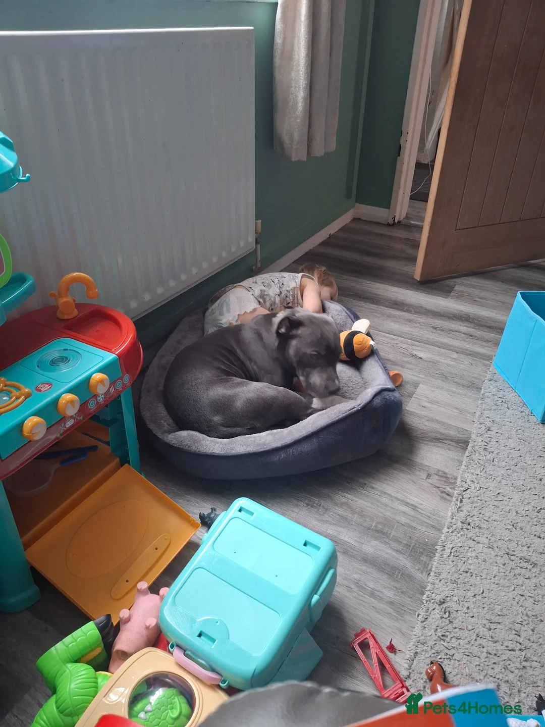 Staffordshire Bull Terrier dogs for sale: Male blue and white  in Bilston - Advert 1