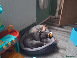 Staffordshire Bull Terrier dogs Male blue and white - Advert 12