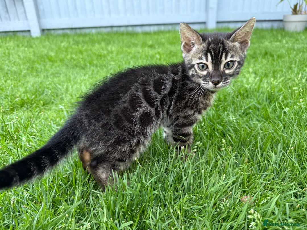 Bengal cats for sale: Bengal Kittens For Sale (Ready To Go - 1 left) - Image 19