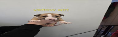 Bull Terrier Puppy 4