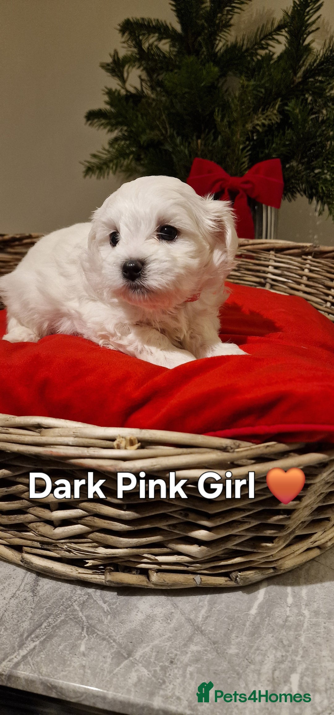Maltese dogs for sale: 🐶🤍 Beautiful Maltese Girl Puppies 🤍🐶 - Advert 5