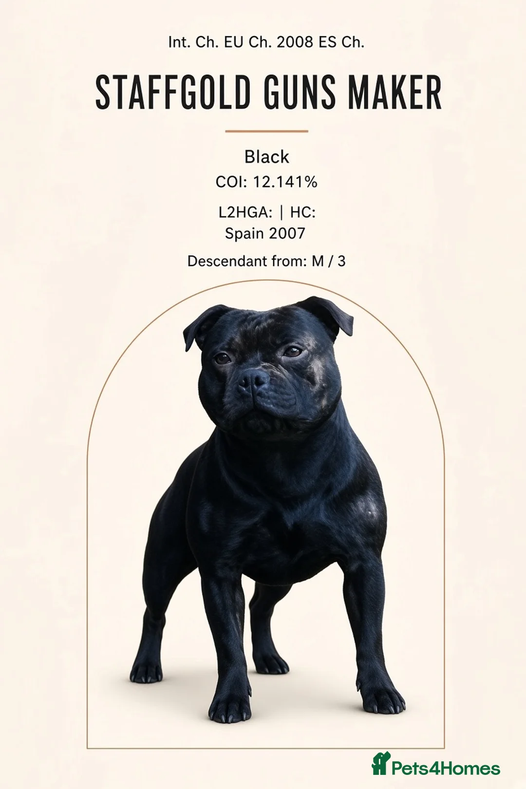 Staffordshire Bull Terrier dogs for sale: Bullscaff Blue Venom × Blue Lola — 2 boys, 5 girls in Manchester - Advert 2