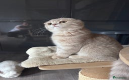 Scottish Fold cats for sale: Scottish fold and Scottish straight Tica pedigree  in Croydon - Image 22