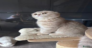 Scottish Fold cats in Croydon - Advert 16