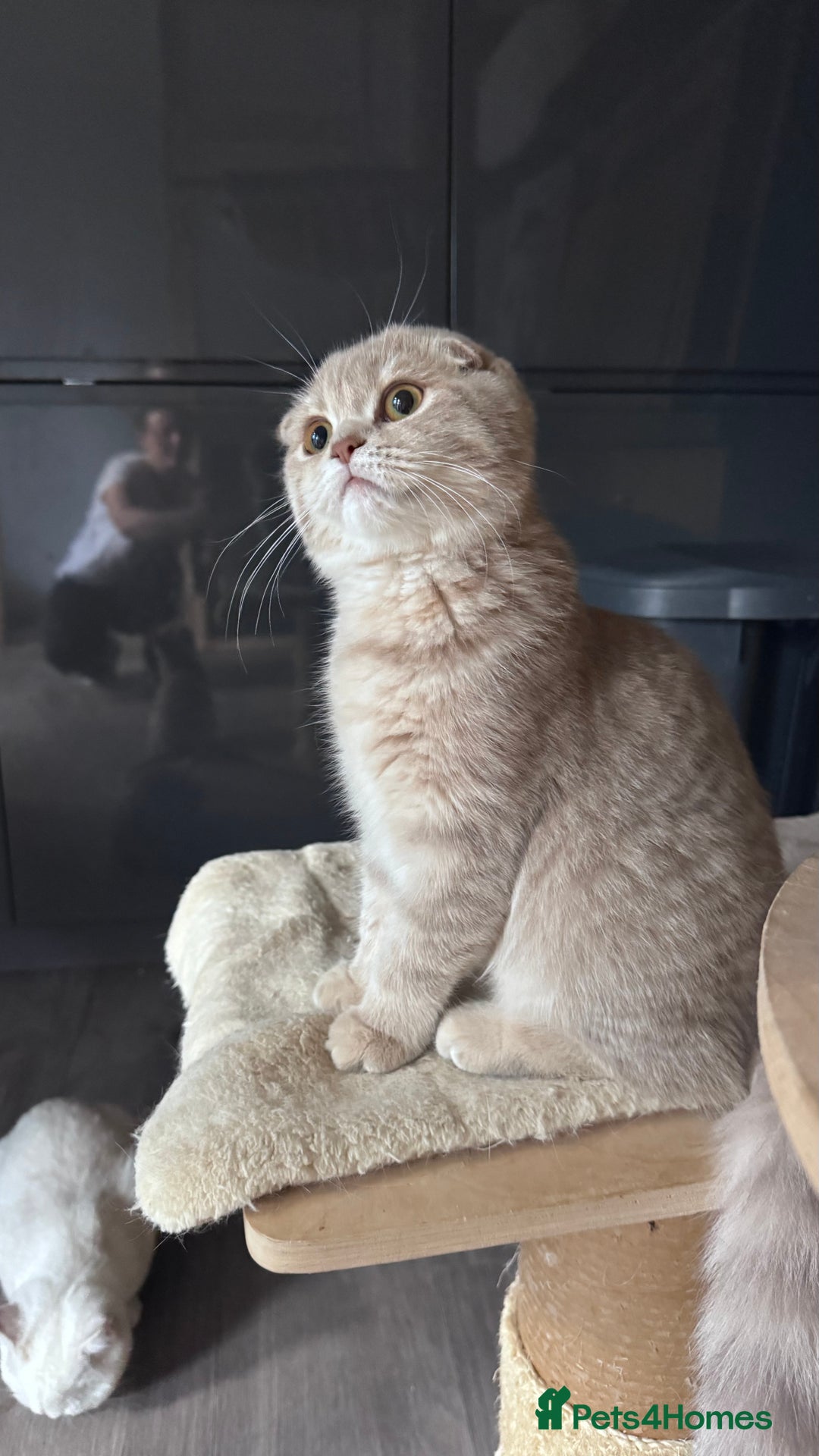 Scottish Fold cats for sale: Scottish fold and Scottish straight Tica pedigree  in Croydon - Image 22