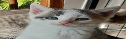 Mixed Breed cats for sale: Blue tabby ginger kittens  in Sidmouth - Advert 6
