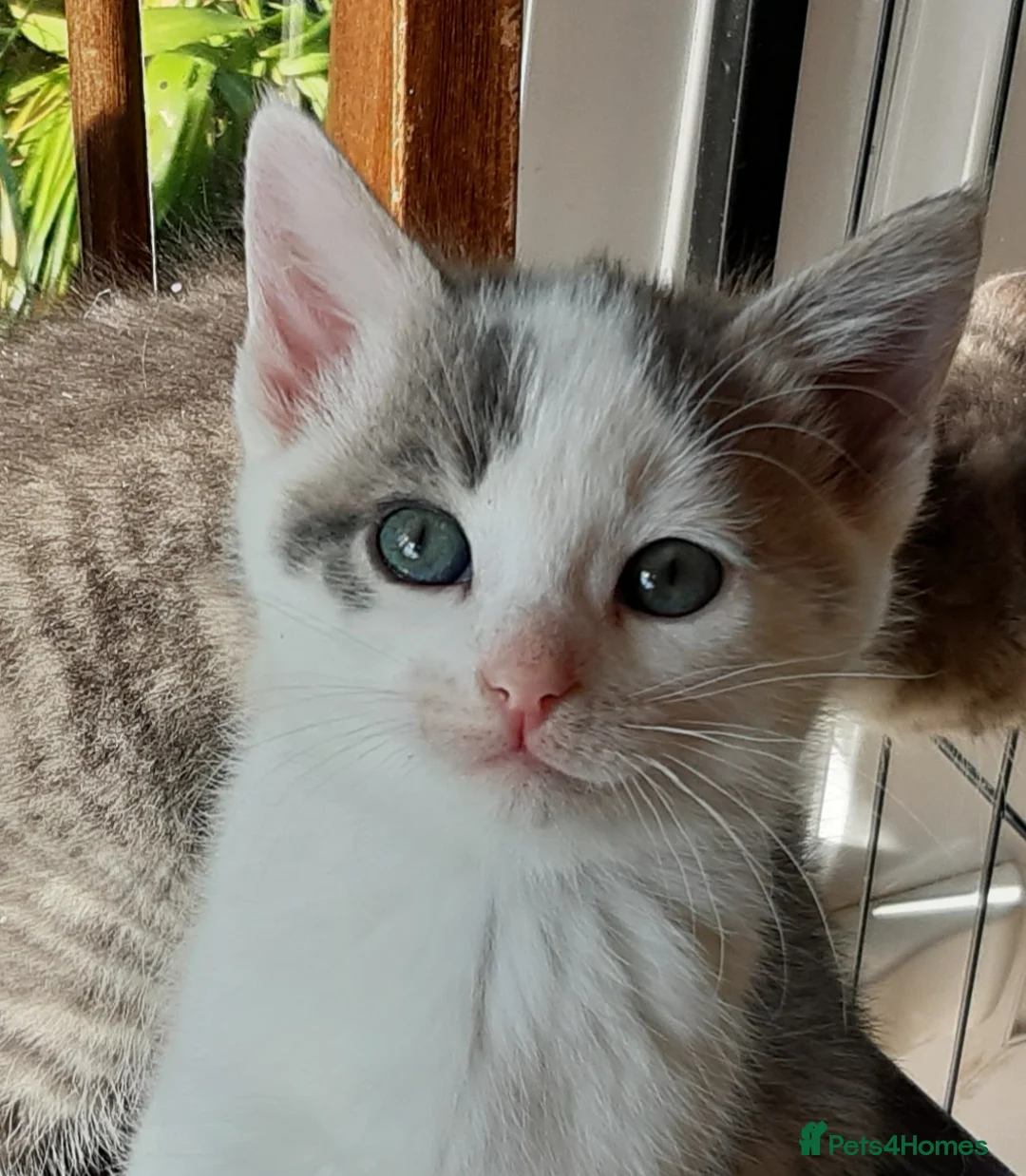 Mixed Breed cats for sale: Blue tabby ginger kittens  in Sidmouth - Advert 6