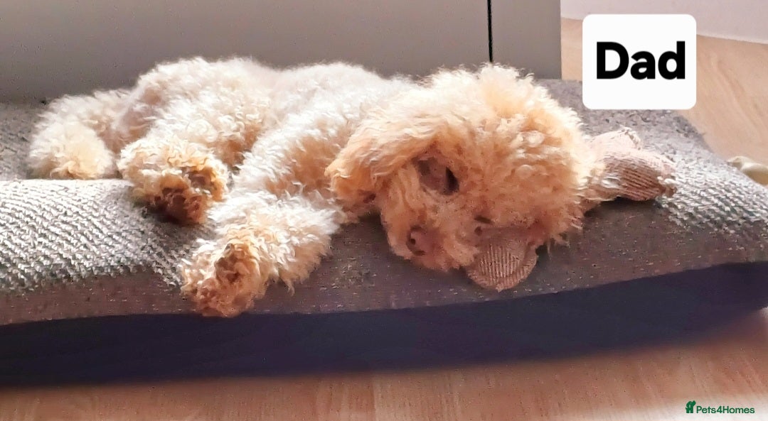 Toy Poodle dogs for sale: Charming Toy Poodle Puppies - Image 33