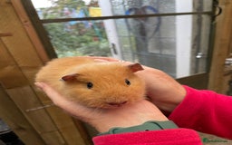 Guinea Pig rodents for sale: Stunning baby guinea pig  - Image 7