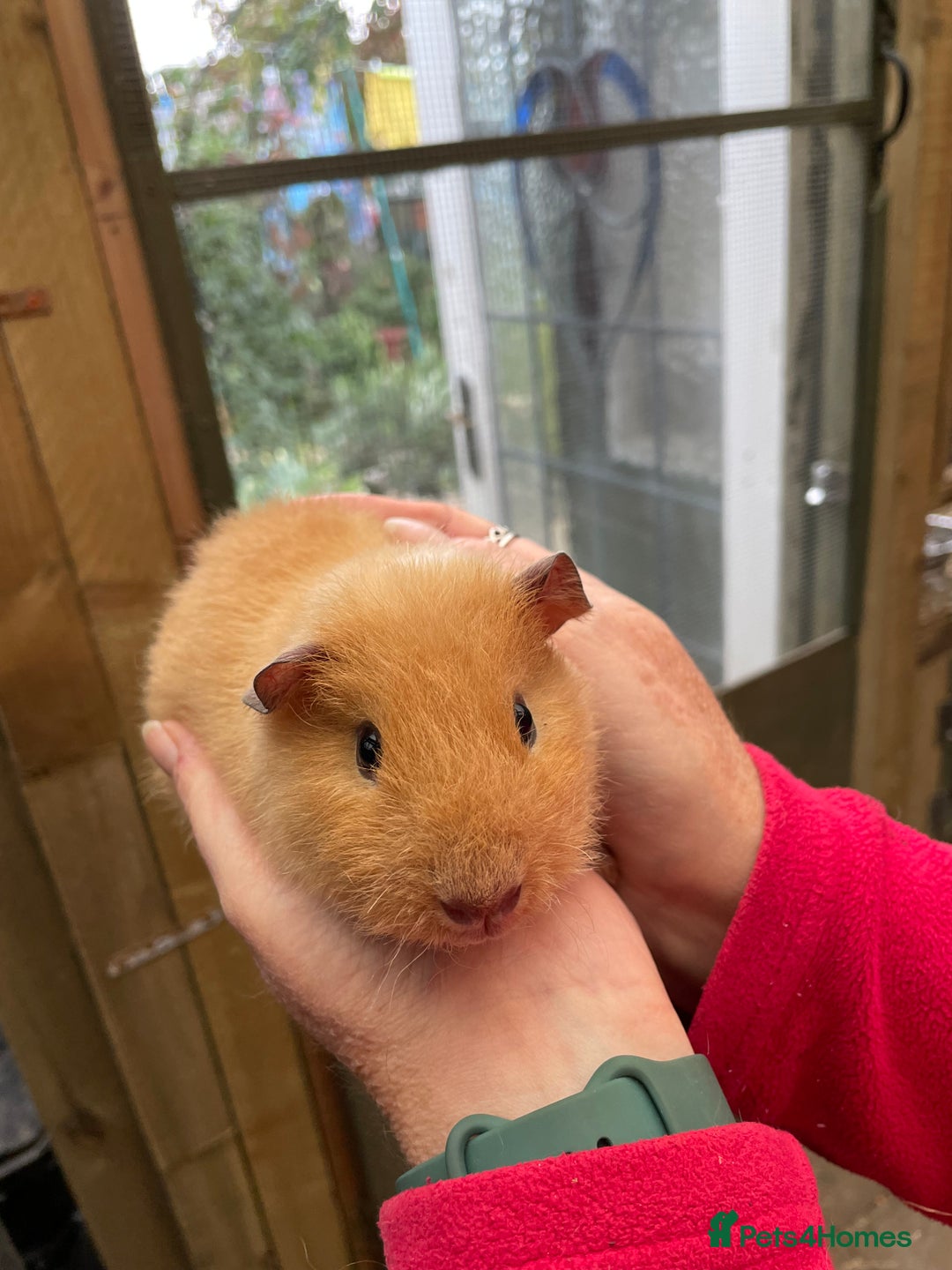 Guinea Pig rodents for sale: Stunning baby guinea pig  - Image 7