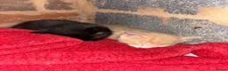 Mixed Breed cats for sale: Ginger male kitten ready to go  - Advert 9