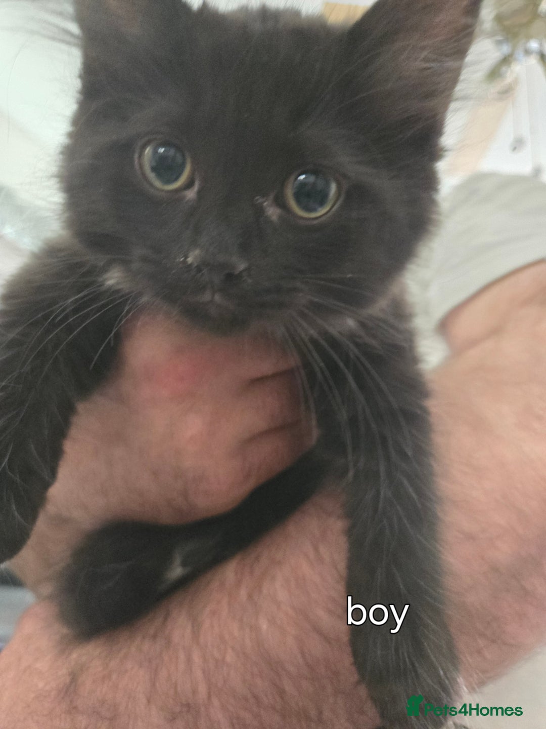Ragcoon cats for sale: Ragcoon for Sale - Image 9