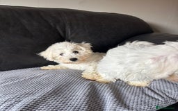 Bichon Frise dogs for sale: Bichon Frise Puppies- Ready to leave  - Image 3