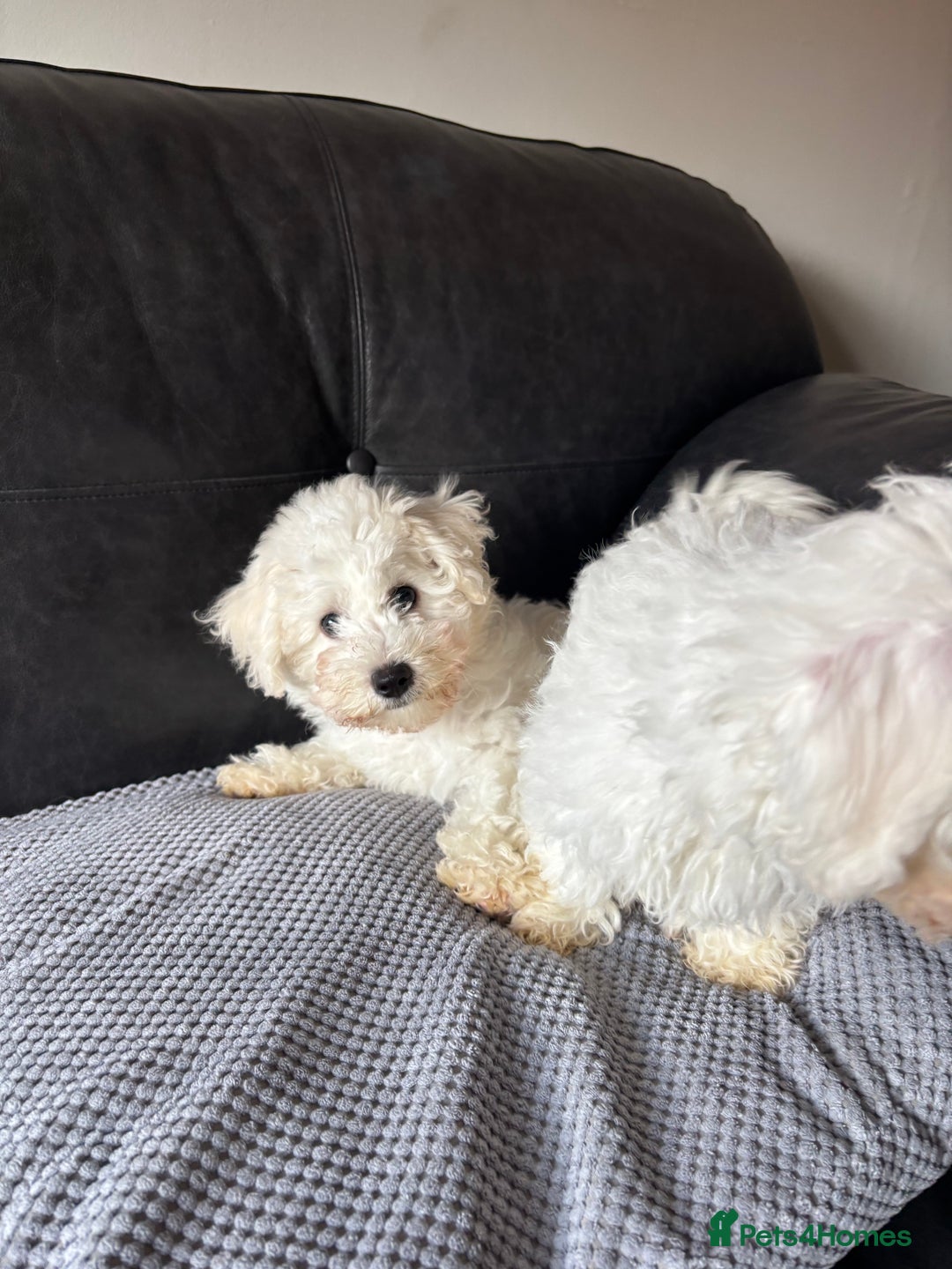 Bichon Frise dogs for sale: Bichon Frise Puppies- Ready to leave  - Image 3