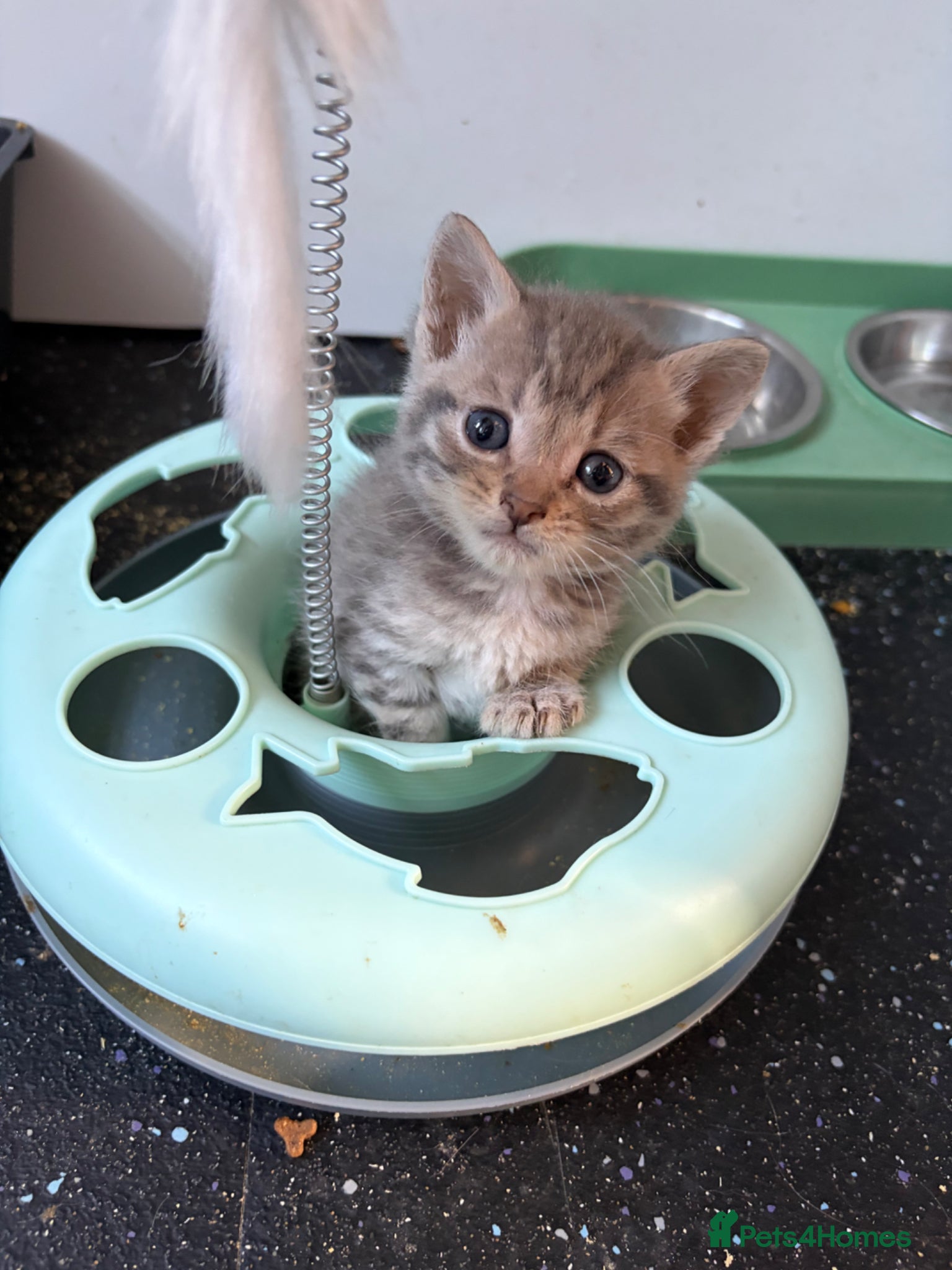 Mixed Breed cats Beautiful silver, grey, tabby and black kitten - Advert 3