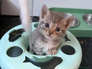 Mixed Breed cats Beautiful silver, grey, tabby and black kitten - Advert 5