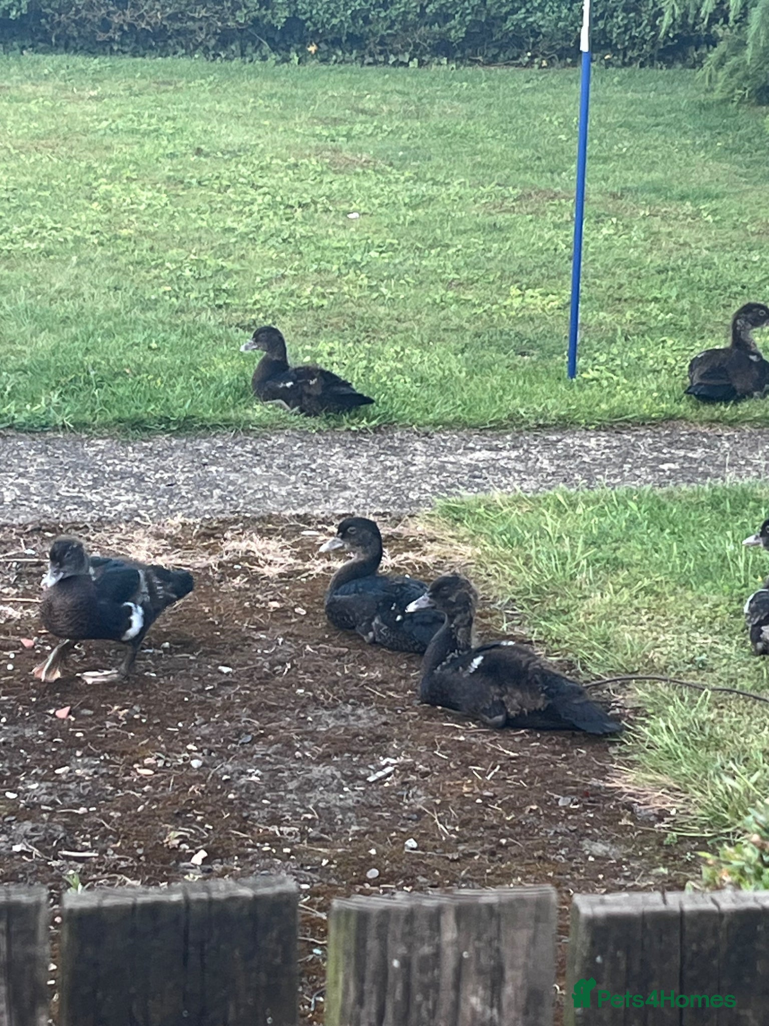 Ducks poultry for sale: Muscovy ducks  in Lincoln - Advert 3