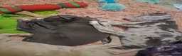 Italian Greyhound dogs for sale: Italian greyhound / whippet  - Advert 6