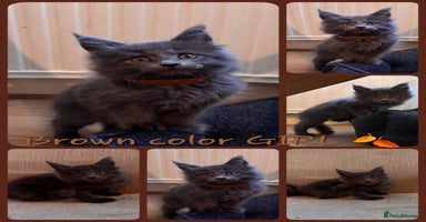 Maine Coon cats - Advert 15