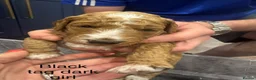 Goldendoodle dogs for sale: Golden doodles F2b L@@k reduced!!  - Advert 35