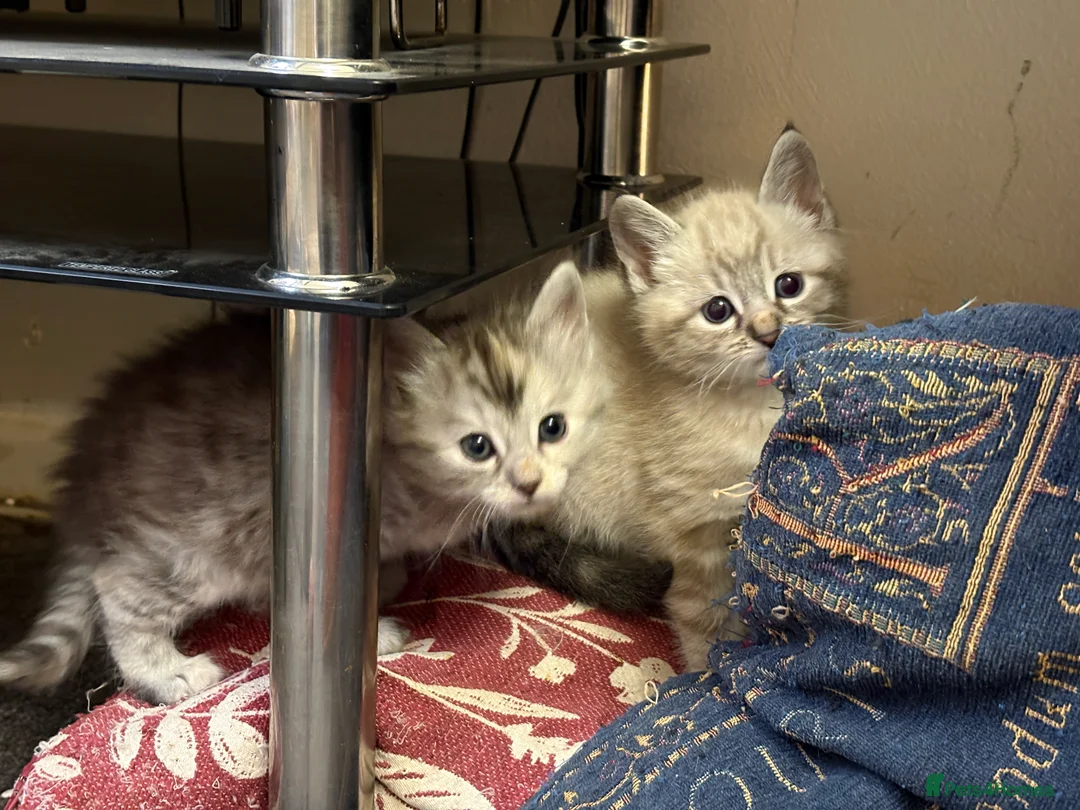 Bengal cats for sale: Bengal Cross Kittens - 2 Snow 3 Grey - Advert 2