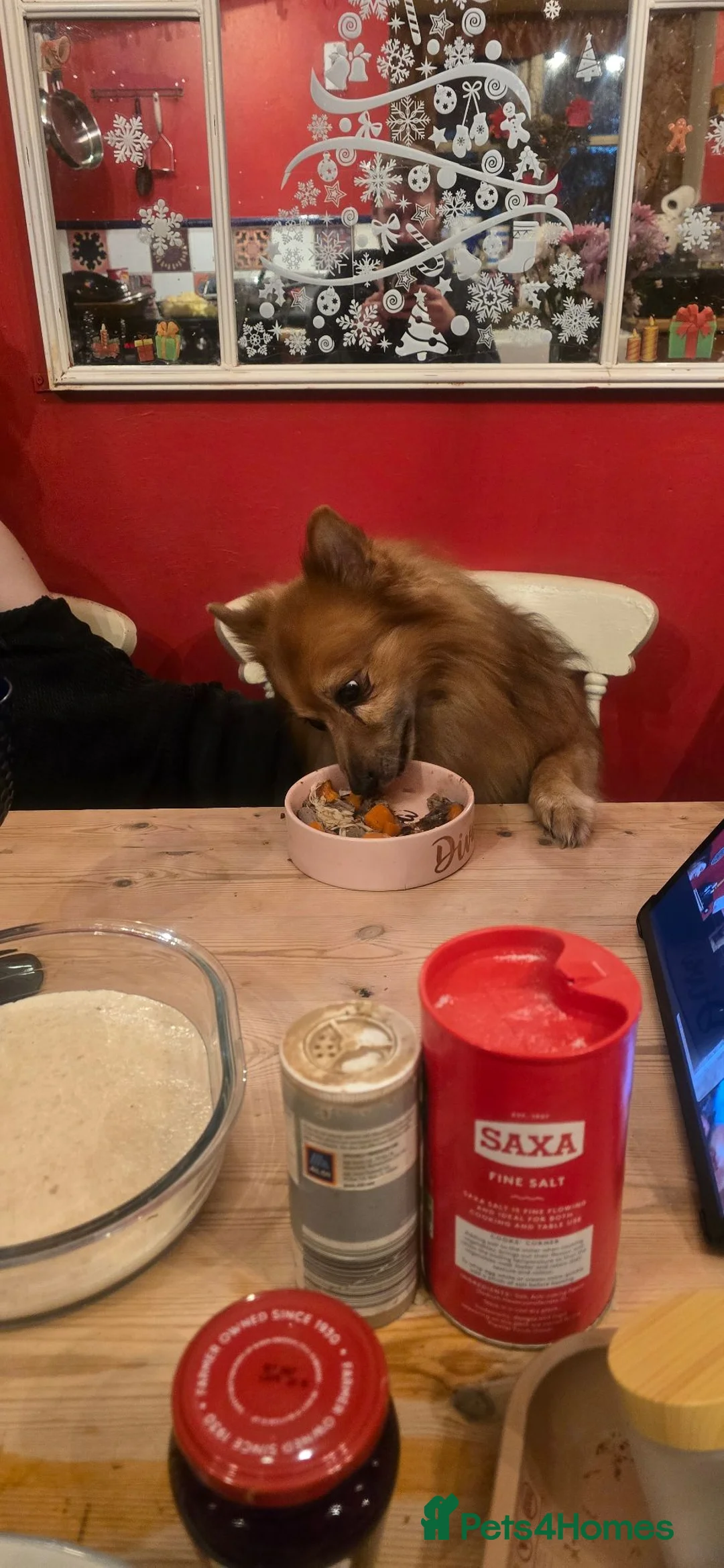 German Spitz dogs for sale: Lovingly Raised German Spitz Puppies in Welshpool - Advert 2