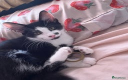 Domestic Shorthair cats for sale: Beautiful Black & White boy kitten total lap cat!! - Image 1