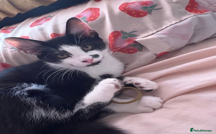 Domestic Shorthair cats - Advert 1