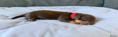 Miniature Dachshund 2