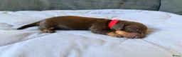Miniature Dachshund dogs for sale: Miniature Dachshund puppies  in Newbury - Advert 4