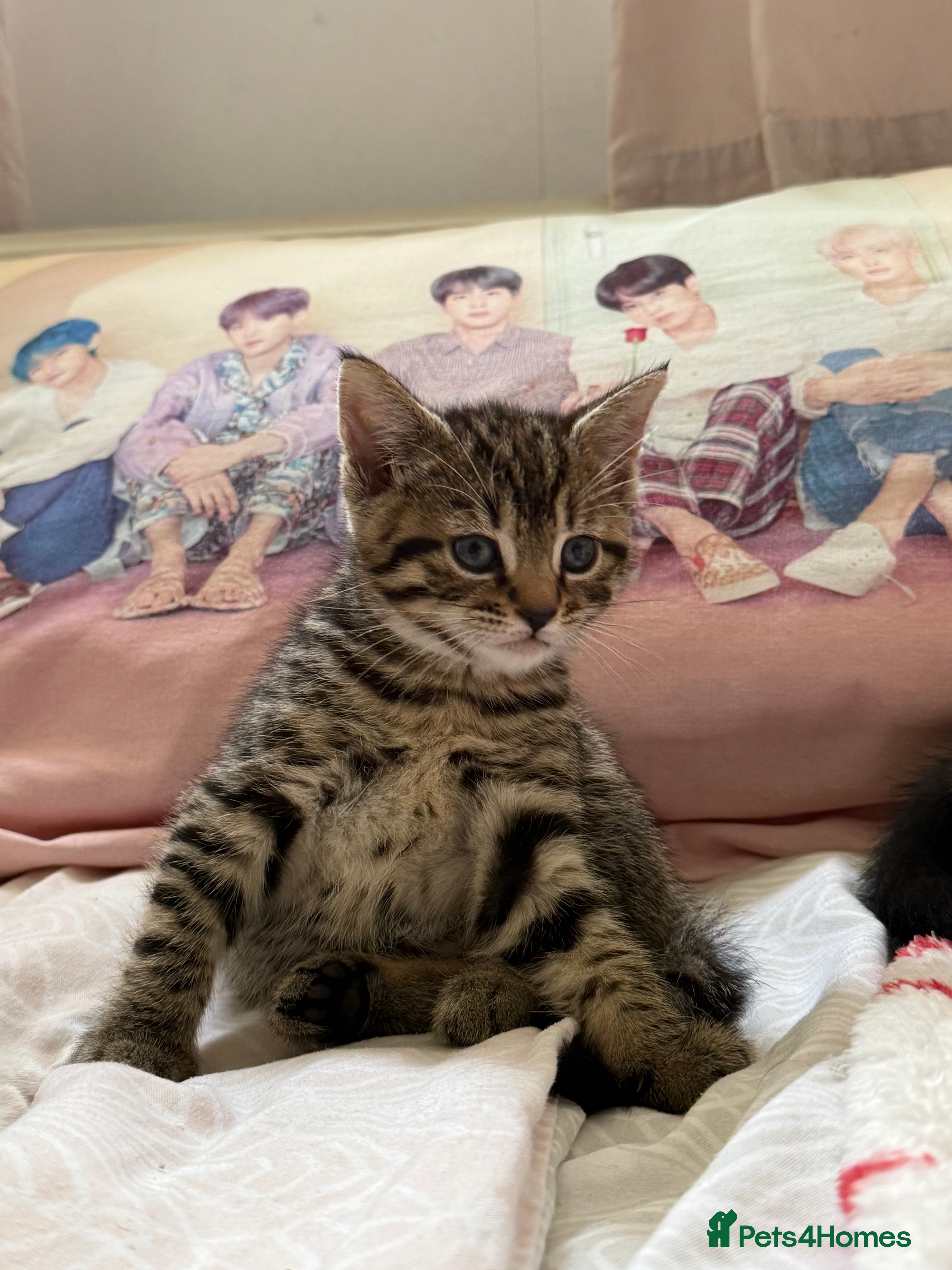 Mixed Breed cats Selling 3 gorgeous kittens - Advert 1