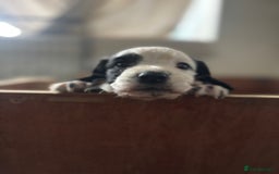 Cocker Spaniel dogs for sale: Working cocker spaniels for sale  - Image 16