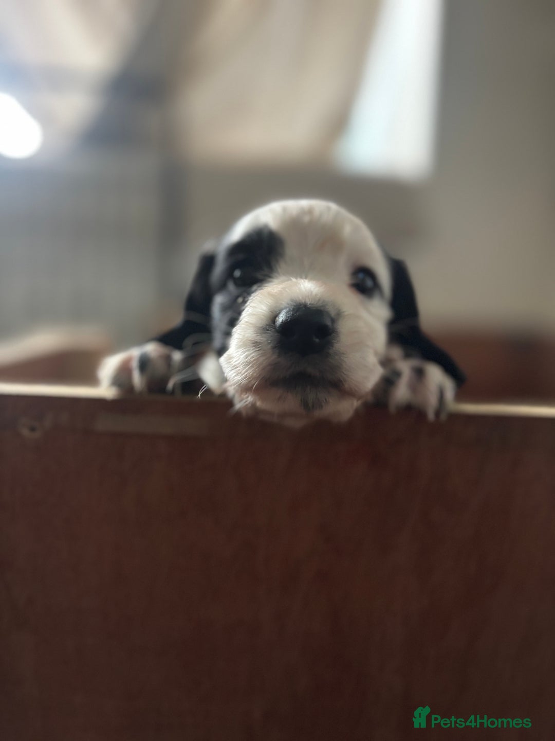 Cocker Spaniel dogs for sale: Working cocker spaniels for sale  - Image 16