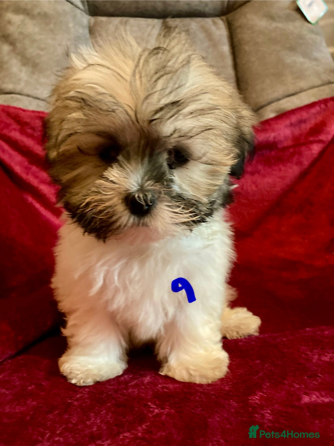 Lhasa Apso dogs for sale: Lhasa Apso Puppies 🐶  - Image 22